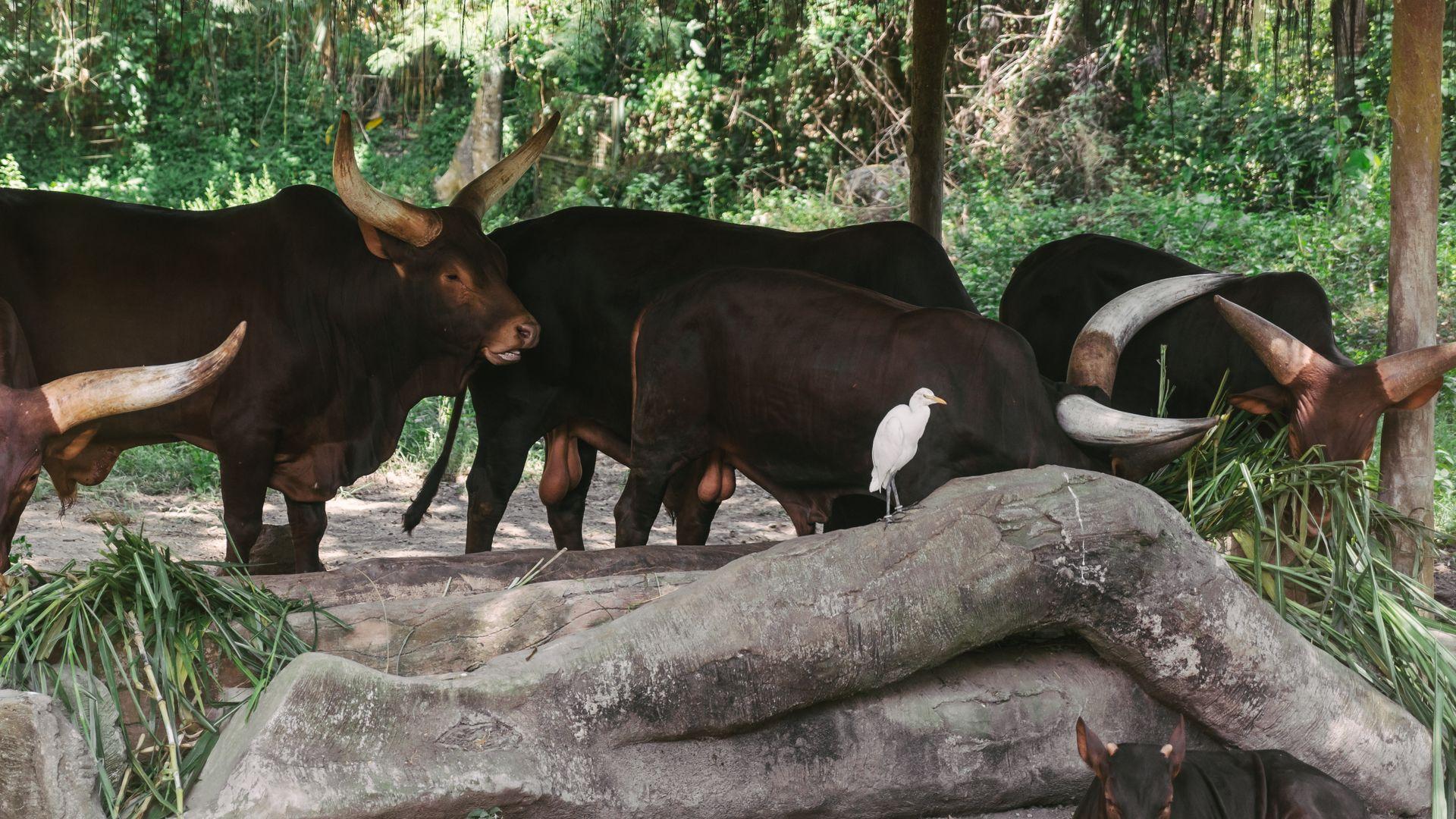 Ankole-Watusi cattle Uganda's native livestock breed
